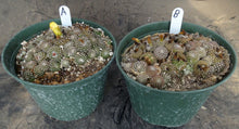 Load image into Gallery viewer, Copiapoa laui Own Roots