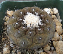 Load image into Gallery viewer, Copiapoa hypogaea Lizard Skin Form