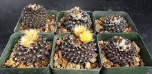 Load image into Gallery viewer, Copiapoa tenuissima *Black Cactus*