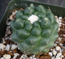 Load image into Gallery viewer, Coryphantha elephantidens inermis monstrose