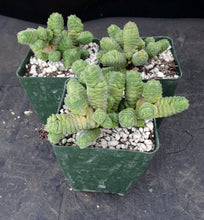 Load image into Gallery viewer, Crassula columella