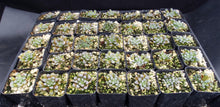 Load image into Gallery viewer, Crassula mesembrianthemopsis