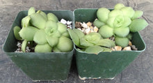 Load image into Gallery viewer, Crassula orbicularis