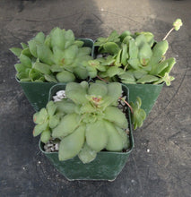 Load image into Gallery viewer, Crassula orbicularis