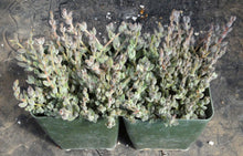 Load image into Gallery viewer, Crassula lanuginosa var. pachystemon