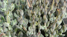 Load image into Gallery viewer, Crassula lanuginosa var. pachystemon