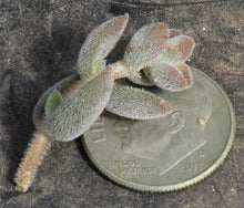 Load image into Gallery viewer, Crassula lanuginosa var. pachystemon