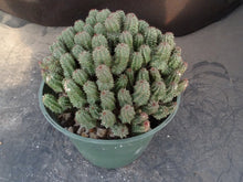 Load image into Gallery viewer, Euphorbia mammillaris 'Monstrose'
