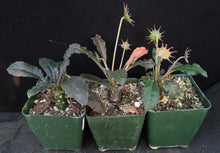 Load image into Gallery viewer, Dorsteinia foetida