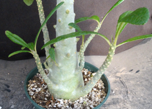 Load image into Gallery viewer, Dorsteinia gigas