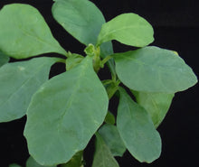 Load image into Gallery viewer, Dorsteinia hildebrandtii