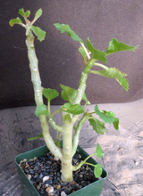 Load image into Gallery viewer, Dorstenia gypsophila