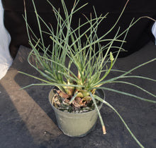 Load image into Gallery viewer, Drimia media *Big Plant!