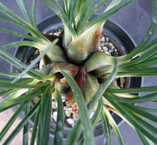 Load image into Gallery viewer, Drimia media *Big Plant!