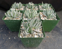 Load image into Gallery viewer, Ebracteola wilmaniae