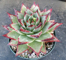 Load image into Gallery viewer, Echeveria agavoides 'Ebony'