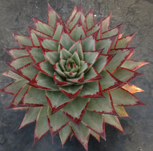 Load image into Gallery viewer, Echeveria agavoides 'Ebony'