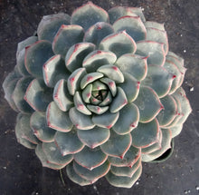 Load image into Gallery viewer, Echeveria compressa hybrid