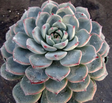 Load image into Gallery viewer, Echeveria compressa hybrid