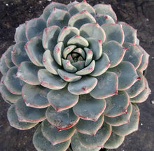 Load image into Gallery viewer, Echeveria compressa hybrid