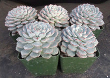 Load image into Gallery viewer, Echeveria compressa hybrid