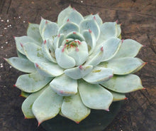 Load image into Gallery viewer, Echeveria hybrid *large rosette*