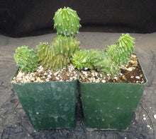 Load image into Gallery viewer, Echinocereus sp. monstrose