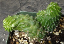 Load image into Gallery viewer, Echinocereus sp. monstrose