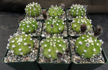 Load image into Gallery viewer, Echinopsis subdenudata 'Fuzzy Navel'