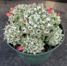Load image into Gallery viewer, Mammillaria bucareliensis cv. 'Erusamu' Variegated *Larger Plant*