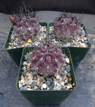 Load image into Gallery viewer, Eriosyce heinrichiana (Neochilenia jussieui)