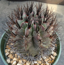 Load image into Gallery viewer, Eriosyce heinrichiana *large plant*