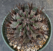 Load image into Gallery viewer, Eriosyce heinrichiana *large plant*