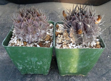 Load image into Gallery viewer, Eriosyce heinrichiana (Neochilenia jussieui)