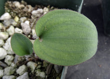 Load image into Gallery viewer, Eriospermum pubescens