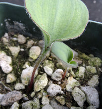 Load image into Gallery viewer, Eriospermum pubescens