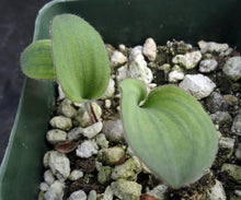 Load image into Gallery viewer, Eriospermum pubescens