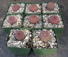 Load image into Gallery viewer, Eriosyce napina f. glabrescens