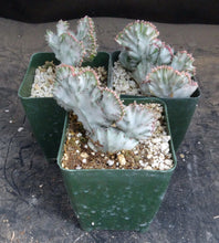 Load image into Gallery viewer, Euphorbia lactea variegated crest