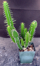 Load image into Gallery viewer, Euphorbia mlanjeana
