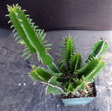 Load image into Gallery viewer, Euphorbia mlanjeana