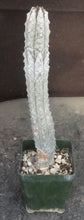 Load image into Gallery viewer, Euphorbia abdelkuri *Own Roots*