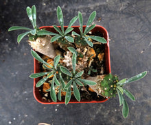 Load image into Gallery viewer, Euphorbia 'Japonica'
