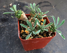 Load image into Gallery viewer, Euphorbia 'Japonica'