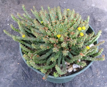 Load image into Gallery viewer, Euphorbia flanaganii aff. *Larger Plant*
