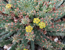 Load image into Gallery viewer, Euphorbia flanaganii aff. *Larger Plant*