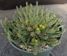 Load image into Gallery viewer, Euphorbia flanaganii aff. *Larger Plant*