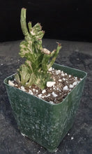 Load image into Gallery viewer, Euphorbia leucodendron variegated crest