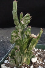 Load image into Gallery viewer, Euphorbia leucodendron variegated crest