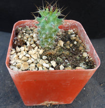 Load image into Gallery viewer, Euphorbia ponderosa